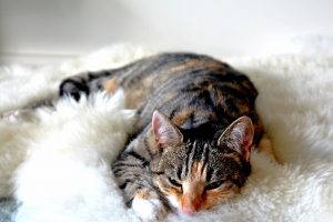 Eine Katze schläft auf einer weichen Unterlage