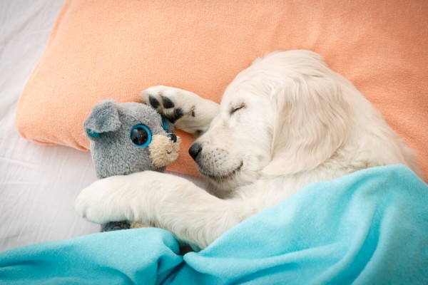 Ein Hundebaby schläft mit einem Kuscheltier im Bett