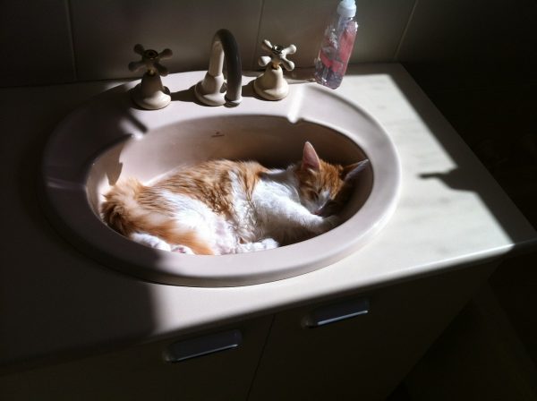 Eine Katze schläft im Waschbecken