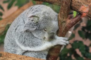 Ein Koala schläft festgekrallt an einem Ast
