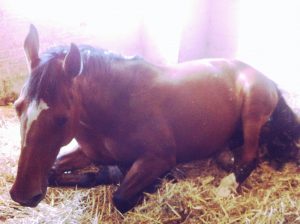 Ein Pferd schläft im Liegen im Stall