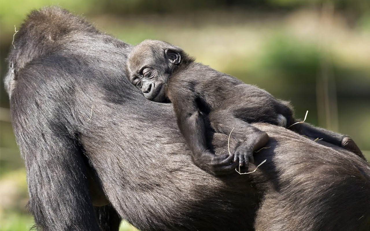 Ein schlafendes Gorilla-Baby auf Gorilla Mama