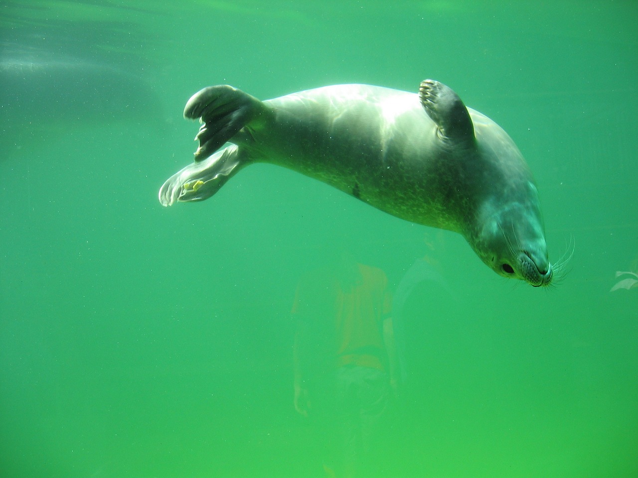 Eine Robbe schläft im Meer