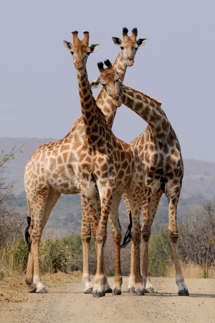 Giraffen stehen auf Sandboden