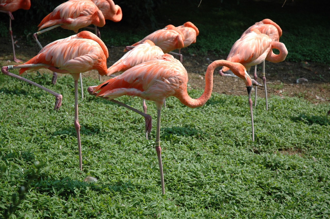 Mehrere Flamingos schlafen auf einem Bein