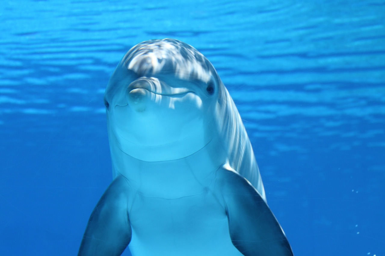 Ein Delfin im Wasser