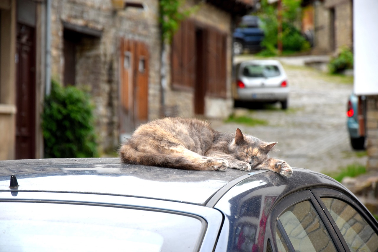 Eine Katze schläft auf einem Autodach