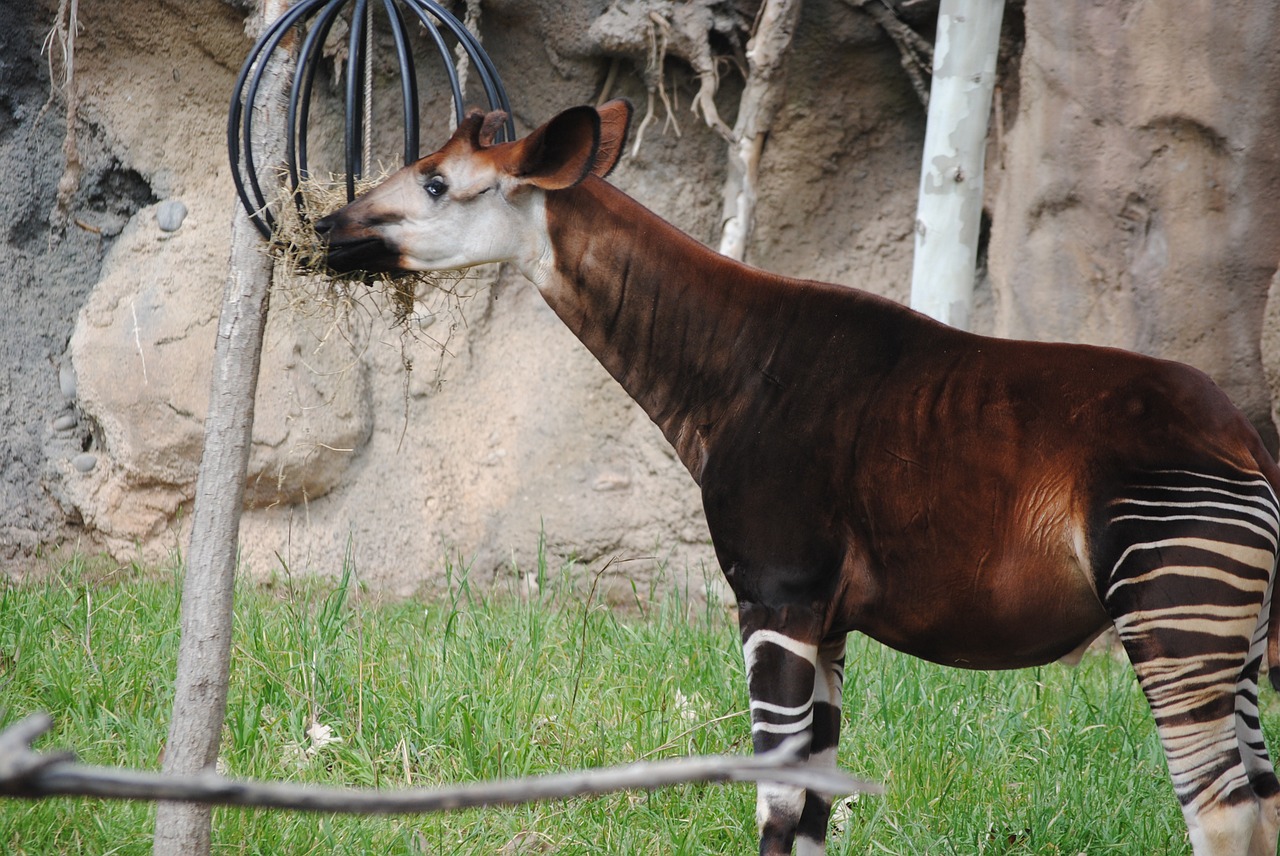 Ein Okapi am fressen von Heu