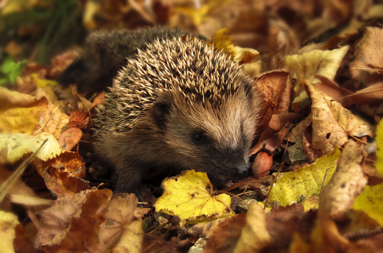 Ein Igel im Laubhaufen