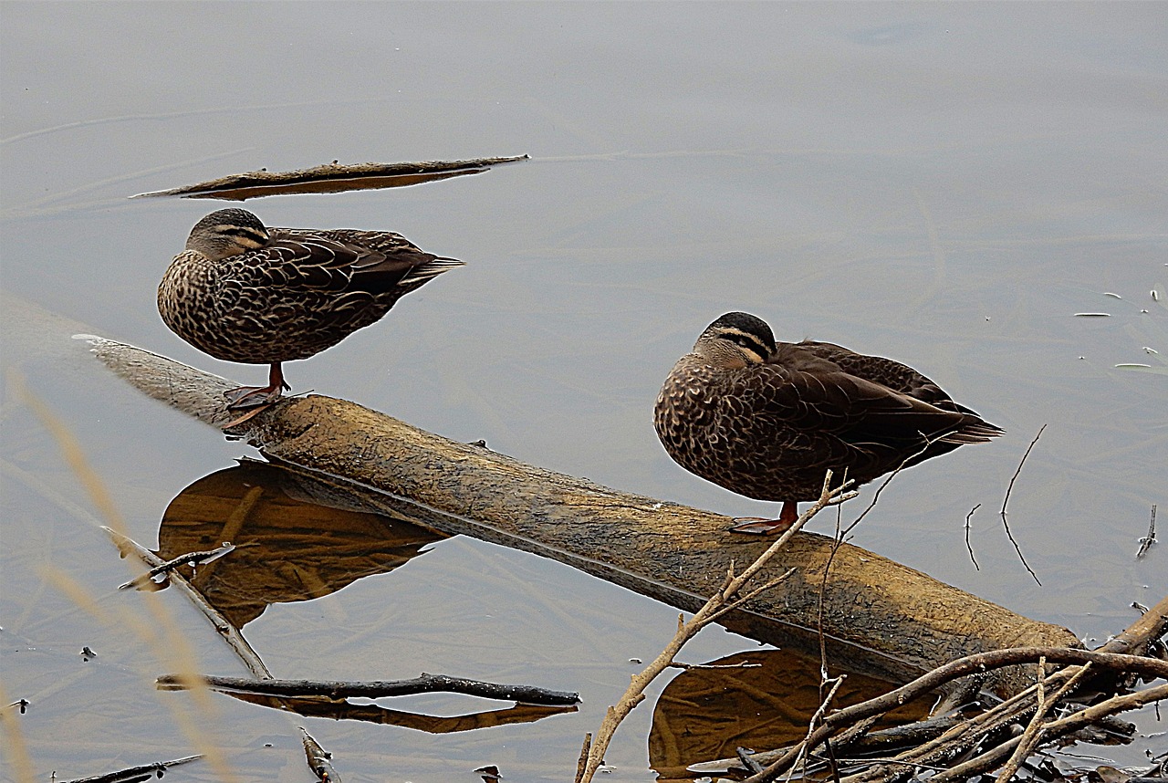 Ente-schlafend-auf-Baumstamm